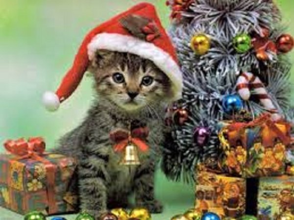 Новогодний кот