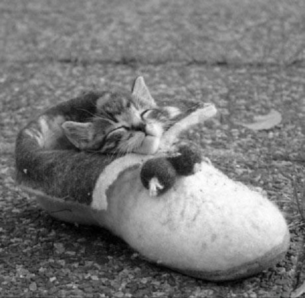 Котёнок. (4)