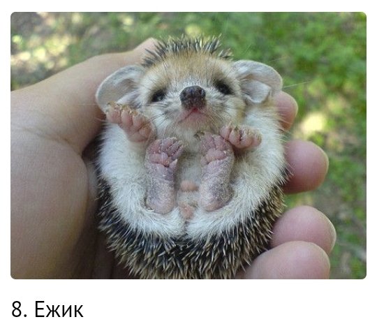 Ёжик