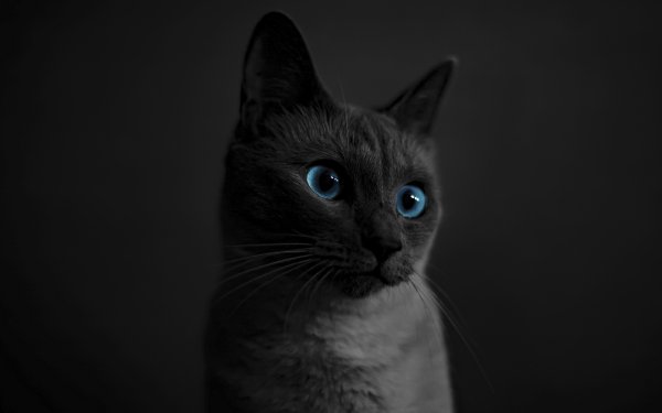 Desktop