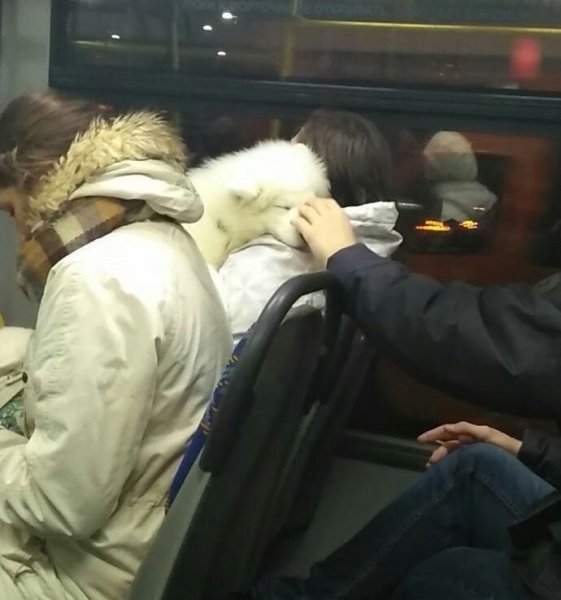 Когда Видишь Пёселя :)