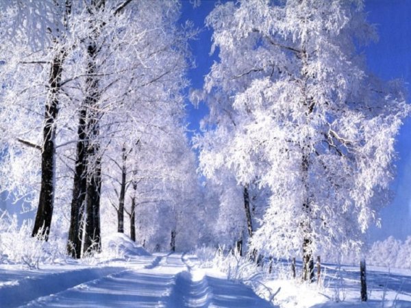 Деревья инеем покрылись