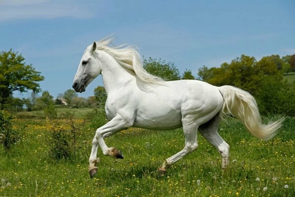 Андалузская порода лошадей (8)