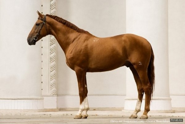 Шведская северная порода лошадей