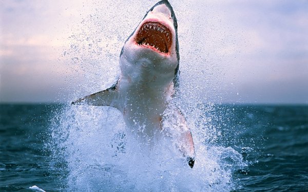Wallpapers 941