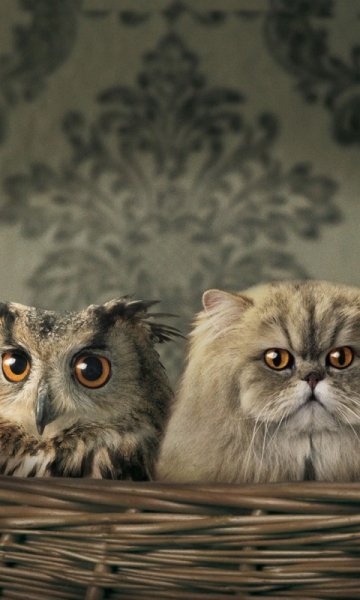 wallpaper 480x800 3 16