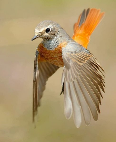 Обыкновенная горихвостка Common Redstart