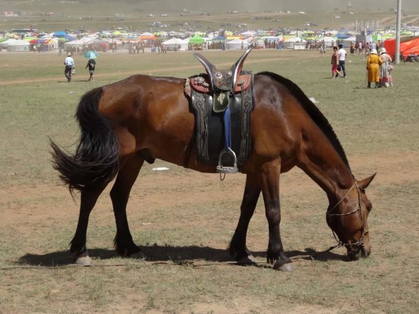 Лошадь Монгольская