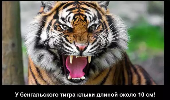 Тигр 1