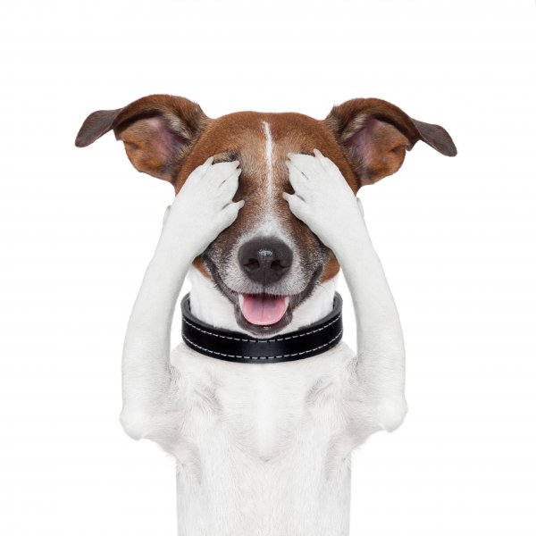 Shutterstock 114383710