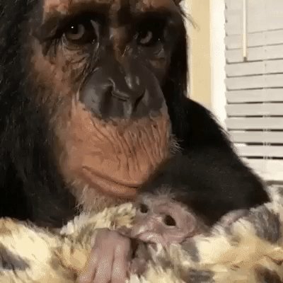 gif 1474387074