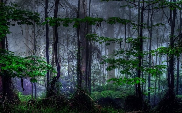 Wallpapers 1420