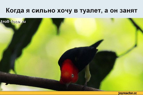 Птица