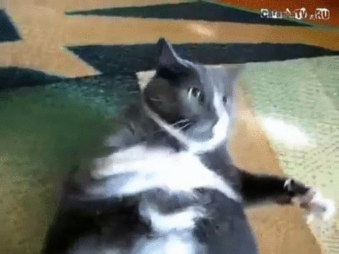 Кот, злоба