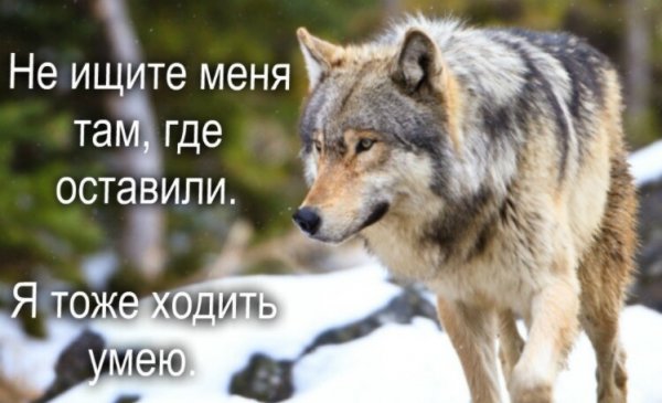 Не ищите