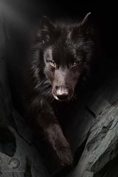 Чёрный волк