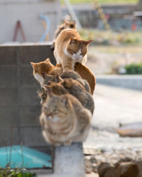 очередь, котэ
