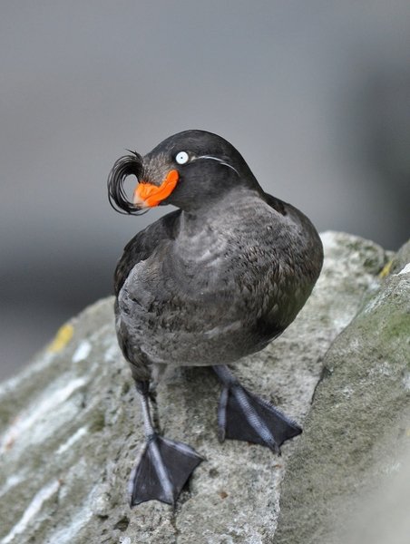 Большая конюга Crested Auklet