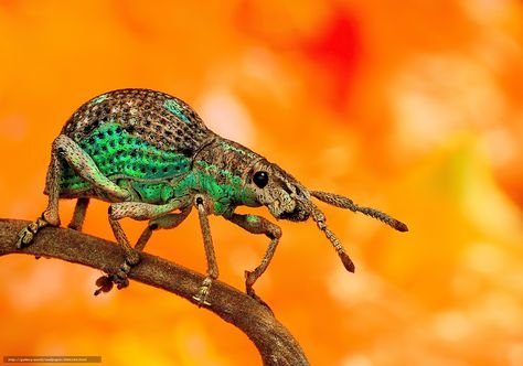 d2121ebd0086bd6d2c8e2d73641cfc37--beautiful-bugs-macro-photog