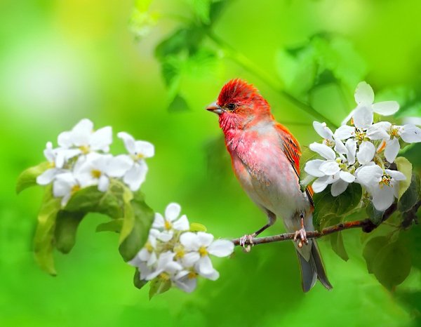 Обыкновенная чечевица Carpodacus erythrinus