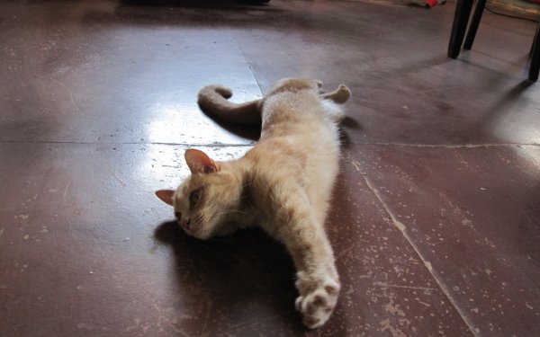 Котик