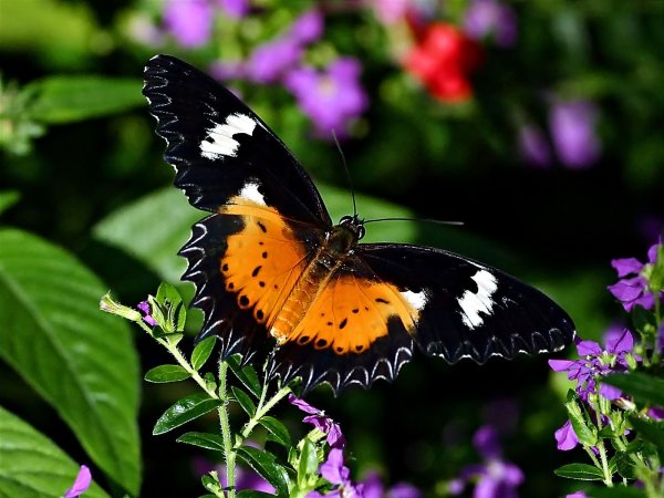 kartinki24 butterfly 0025