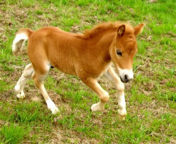 Фалабелла (2)