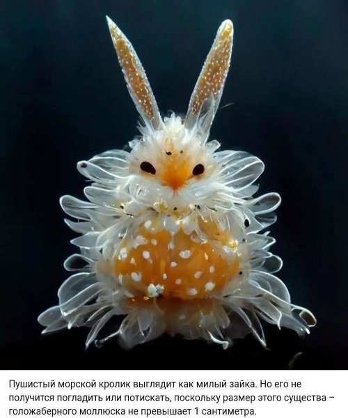 Морской кролик