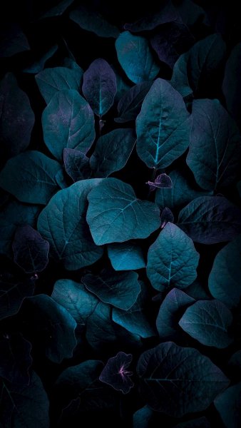 file_79065476