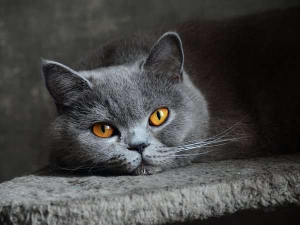 кошка короткошерстная взгляд..file