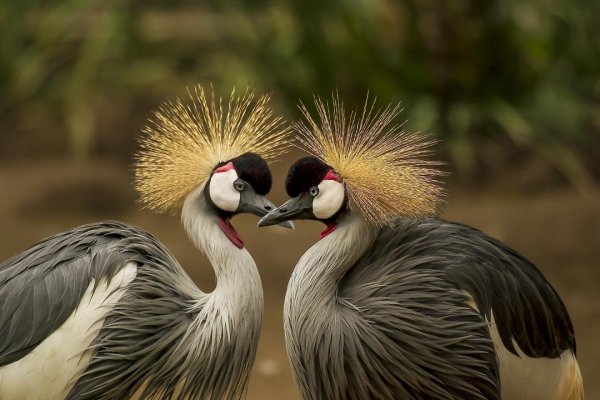 Feathered 20