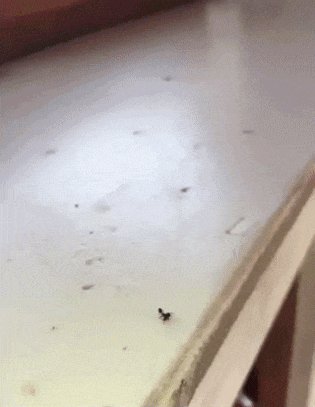 В Муравьиной Спарте Слабых Муравьёв Сбрасывали Со Стола