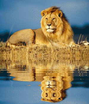 Lions