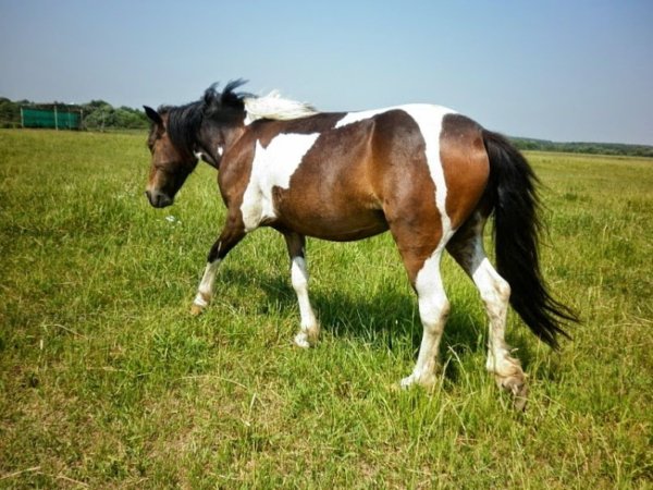Лошадь Башкирская (пегая)