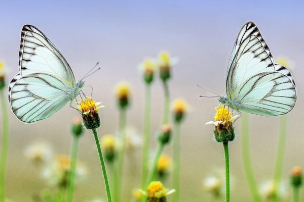 Butterflies 8