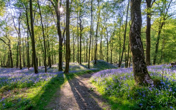 Forest for the Trees 5