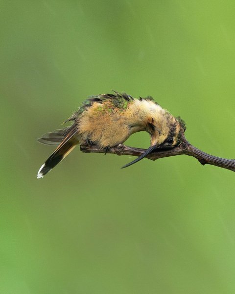 Стройная дориха