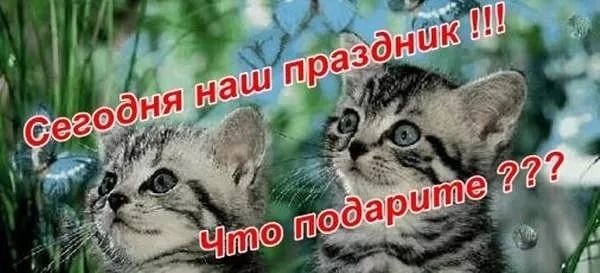 кот