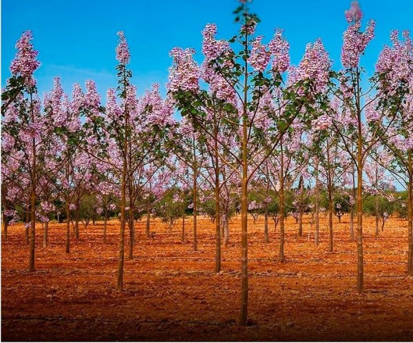 Павловния. (14)