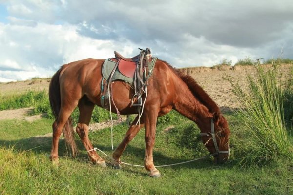 Лошадь Монгольская