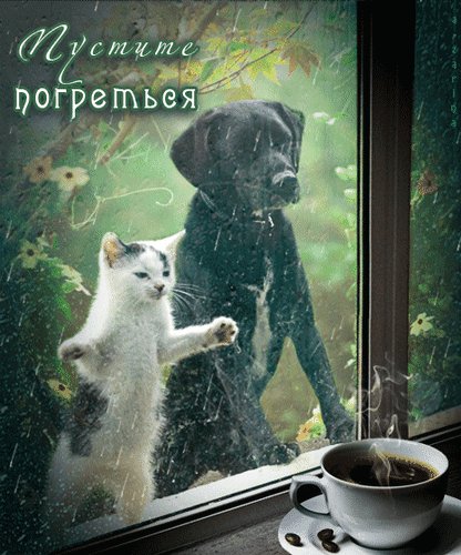 Анимированная открытка кот и пёс пустите