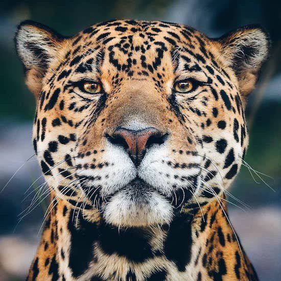 Усталый лео