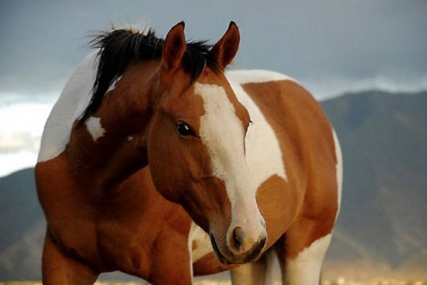 Миссурийский фокстроттер (2)