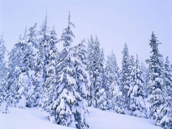 Еловый лес в снегу