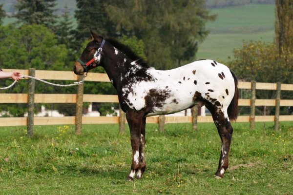 Лошадь Аппалуза 5