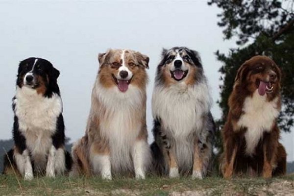 Английская овчарка (2)