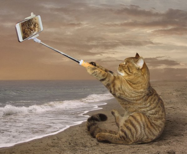 Creative Cats Coast Funny Smartphone Sitting