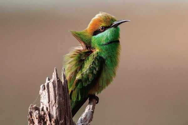 Feathered 14