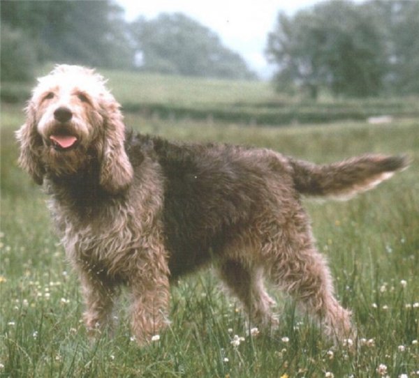 Оттерхаунд (2)