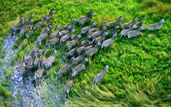 Зебры природа Животные..file